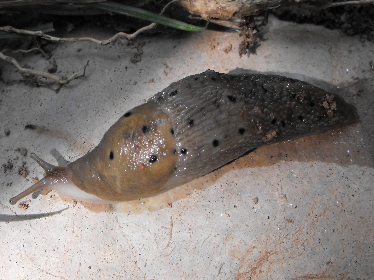 Limax redii  nel comasco - o L. punctulatus da Erba (CO)